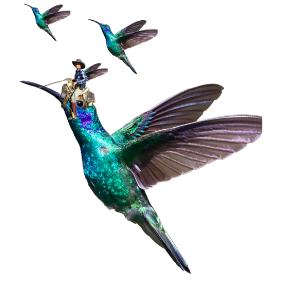 hummingbirds collage