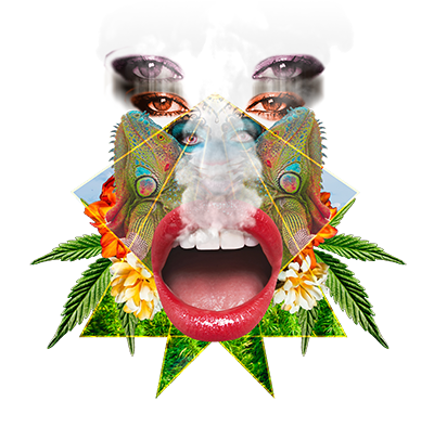 OGKB Strain Cannabis